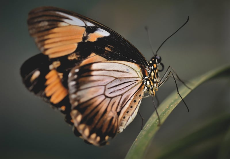 Butterfly Effect Dilemma